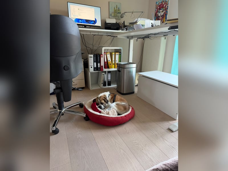 Linos sucht ein Zuhause