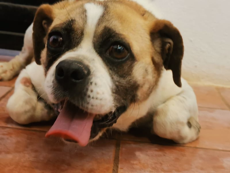 Linos sucht ein Zuhause