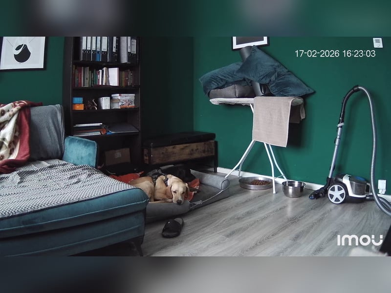 2 kleine Brüder die ein Zuhause suchen