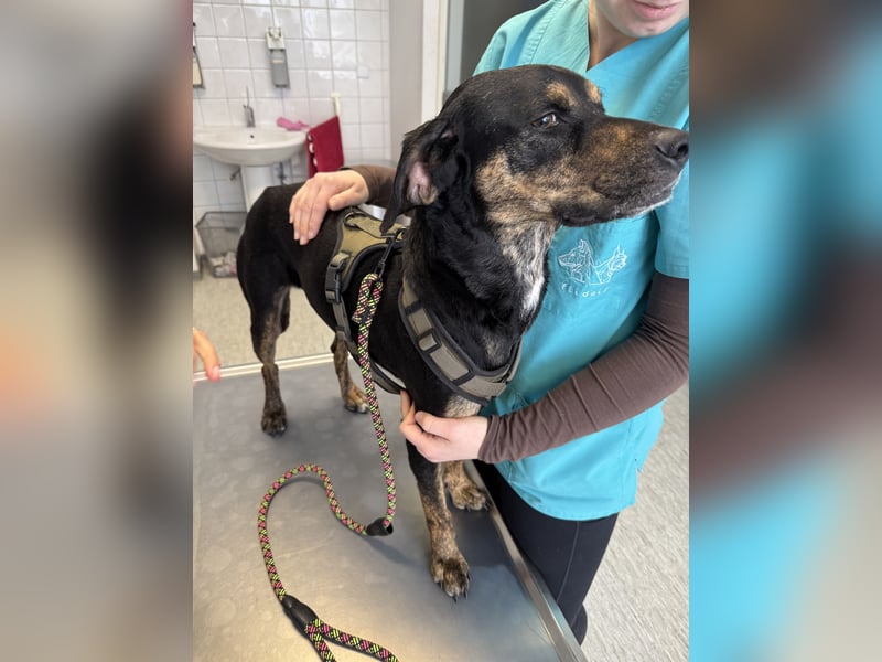 2 kleine Brüder die ein Zuhause suchen