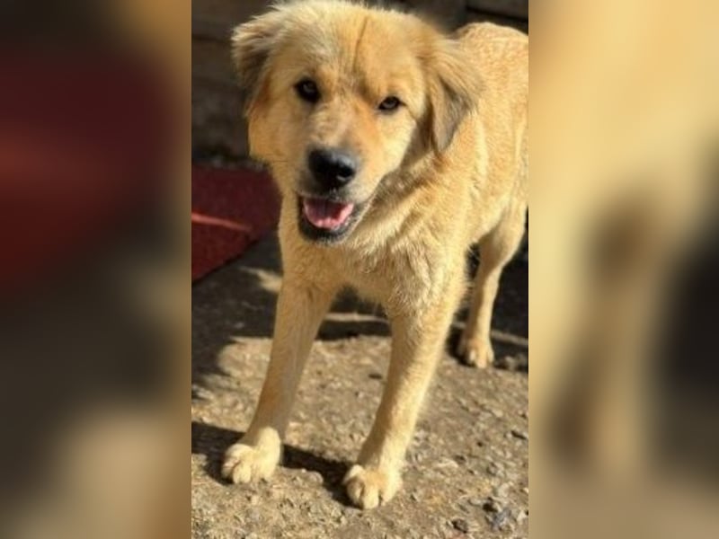 Liebenswerte ruhige Mabel sucht entspanntes Zuhause