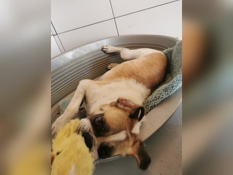 Linos sucht ein Zuhause