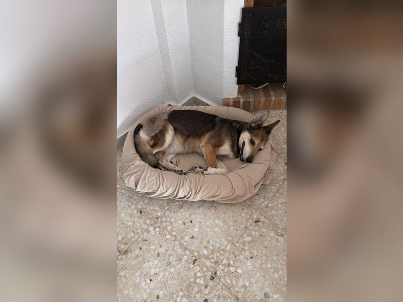 Akira sucht ein liebevolles Zuhause mit Garten Akira sucht ein liebevolles Zuhause mit Garten