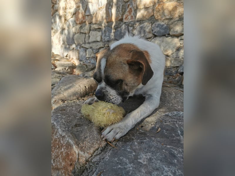 Linos sucht ein Zuhause