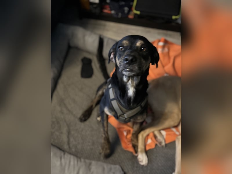 2 kleine Brüder die ein Zuhause suchen