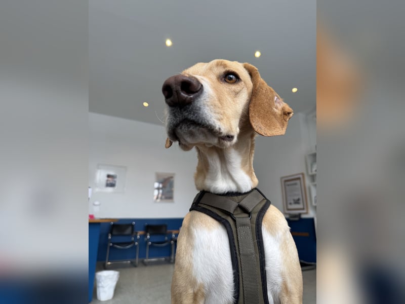 2 kleine Brüder die ein Zuhause suchen