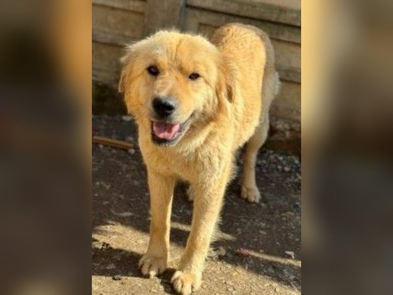 Liebenswerte ruhige Mabel sucht entspanntes Zuhause