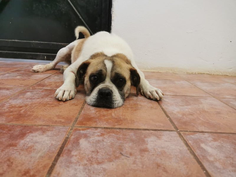 Linos sucht ein Zuhause