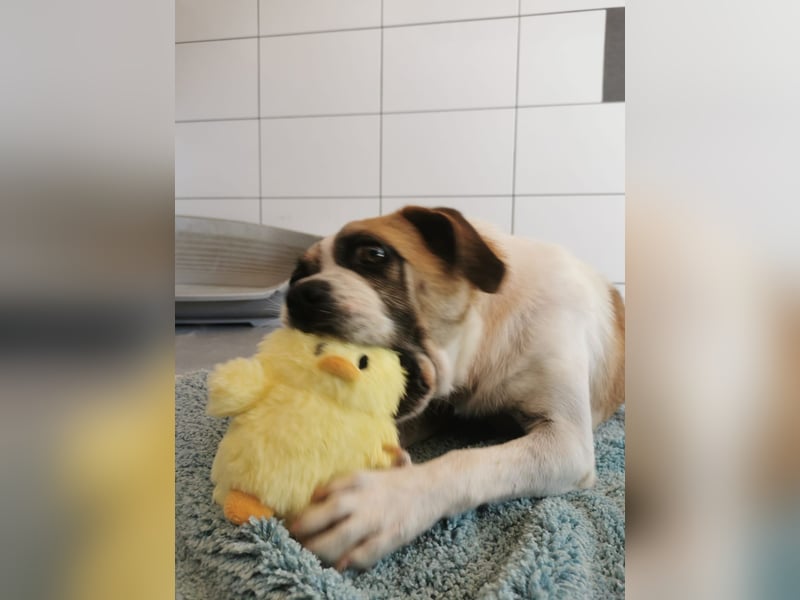 Linos sucht ein Zuhause