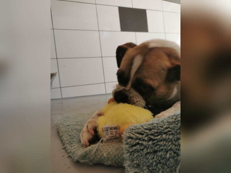 Linos sucht ein Zuhause