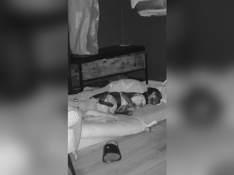 2 kleine Brüder die ein Zuhause suchen