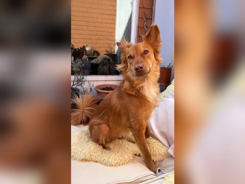 Liebevoller verspielter Mischlingshund aus Sri Lanka - 2,5 Jahre