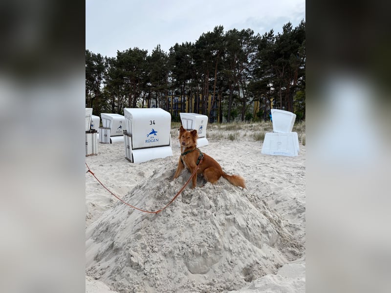Liebevoller verspielter Mischlingshund aus Sri Lanka - 2,5 Jahre
