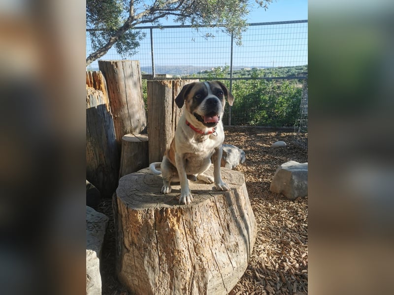 Linos sucht ein Zuhause