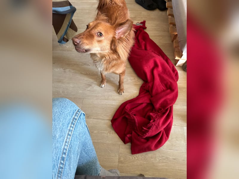 Liebevoller verspielter Mischlingshund aus Sri Lanka - 2,5 Jahre
