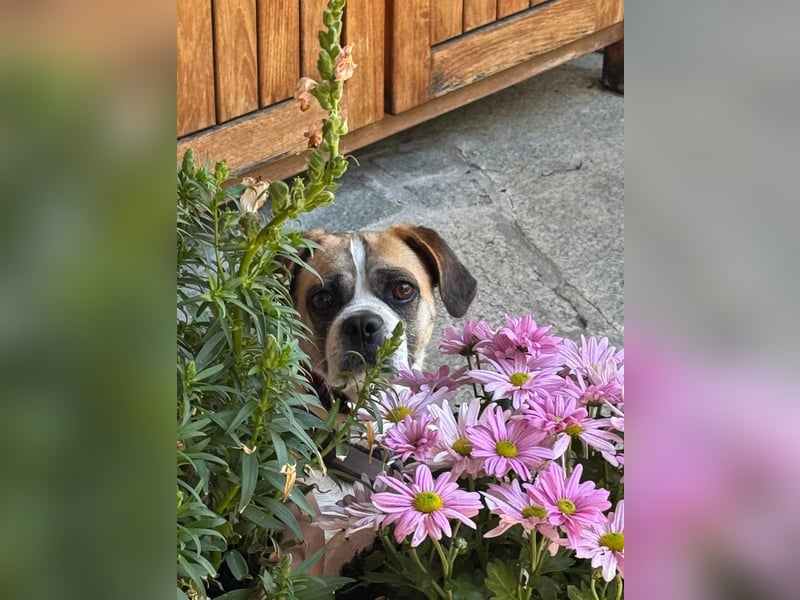 Linos sucht ein Zuhause
