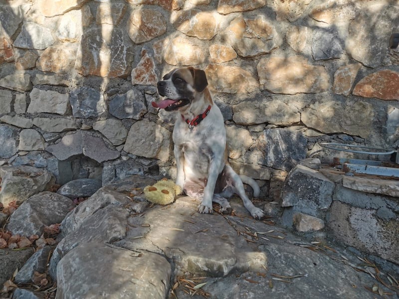 Linos sucht ein Zuhause