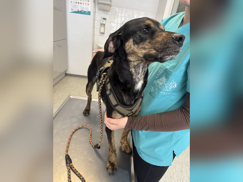 2 kleine Brüder die ein Zuhause suchen