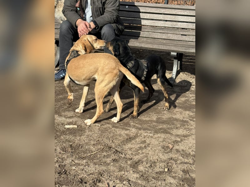 2 kleine Brüder die ein Zuhause suchen