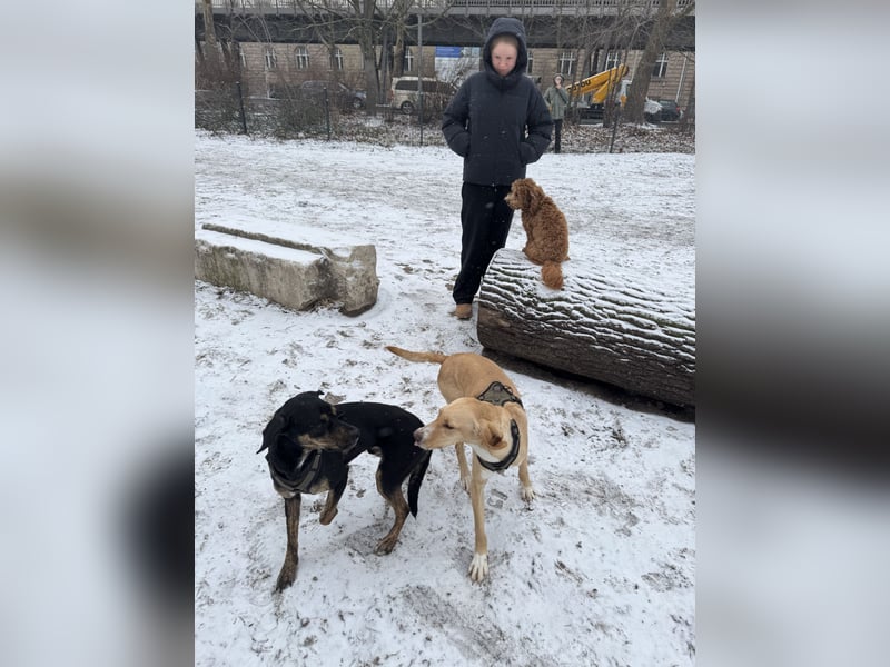 2 kleine Brüder die ein Zuhause suchen