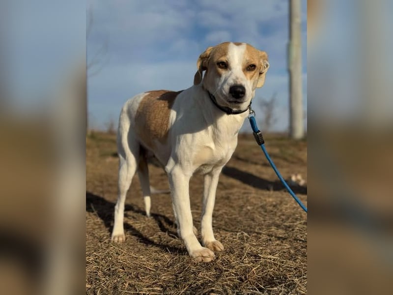 Teresa - sucht einfühlsames Zuhause