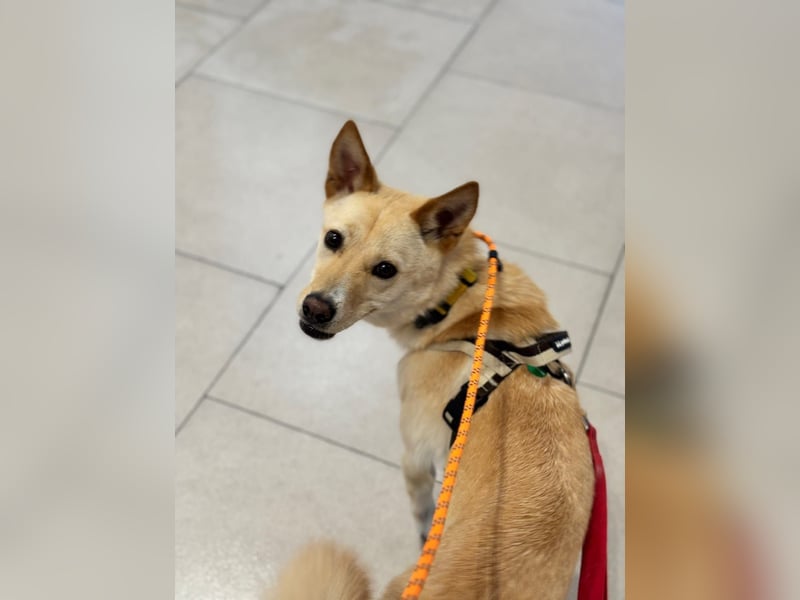 Minsu, kleiner lieber Rüde sucht sein Körbchen