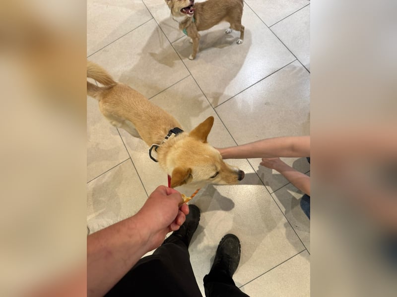 Minsu, kleiner lieber Rüde sucht sein Körbchen