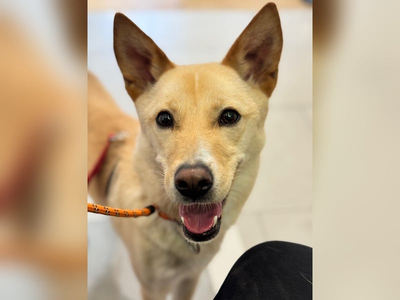 Minsu, kleiner lieber Rüde sucht sein Körbchen