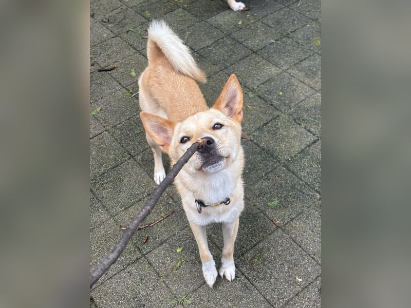 Minsu, kleiner lieber Rüde sucht sein Körbchen