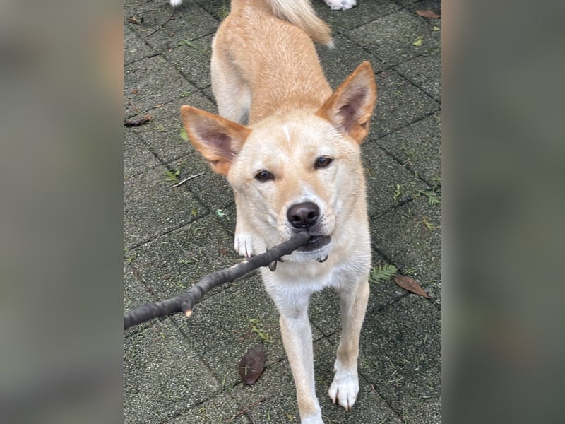 Minsu, kleiner lieber Rüde sucht sein Körbchen