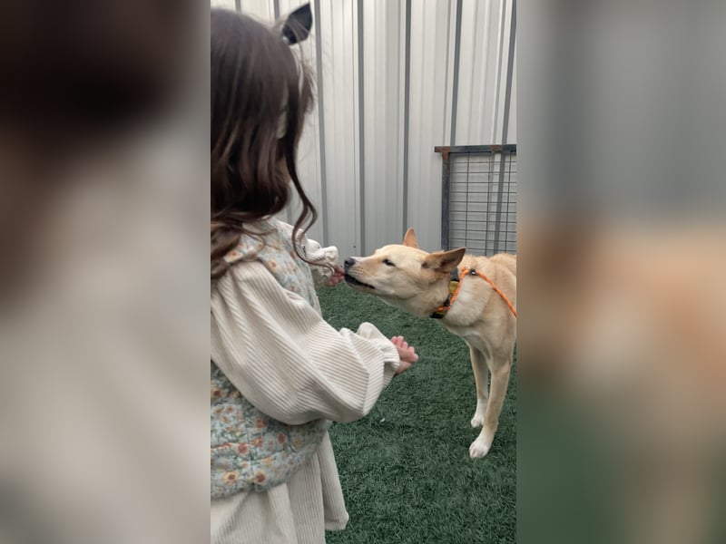 Minsu, kleiner lieber Rüde sucht sein Körbchen