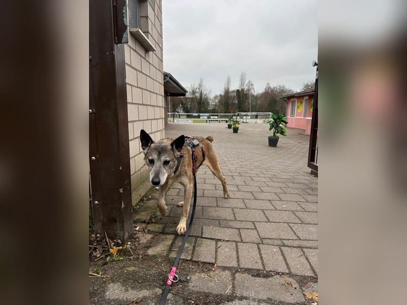 Bunic - ein sanfter Senior