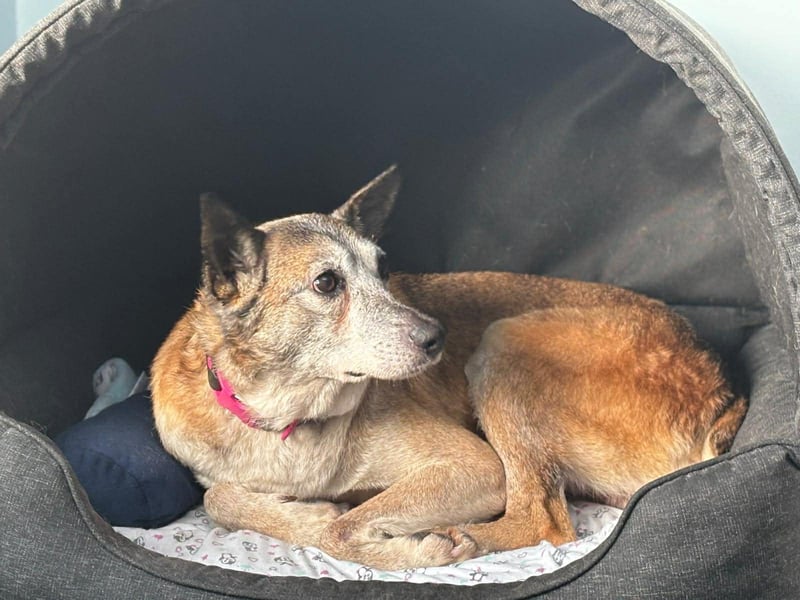 Bunic - ein sanfter Senior