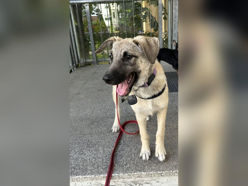 Fröhliche Freya sucht ihre Familie