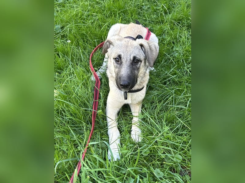 Fröhliche Freya sucht ihre Familie