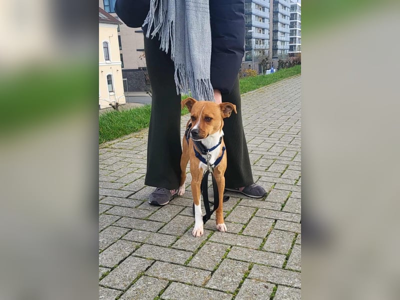 Pacco - Kuschelherz&ein Platz direkt in deinem Leben