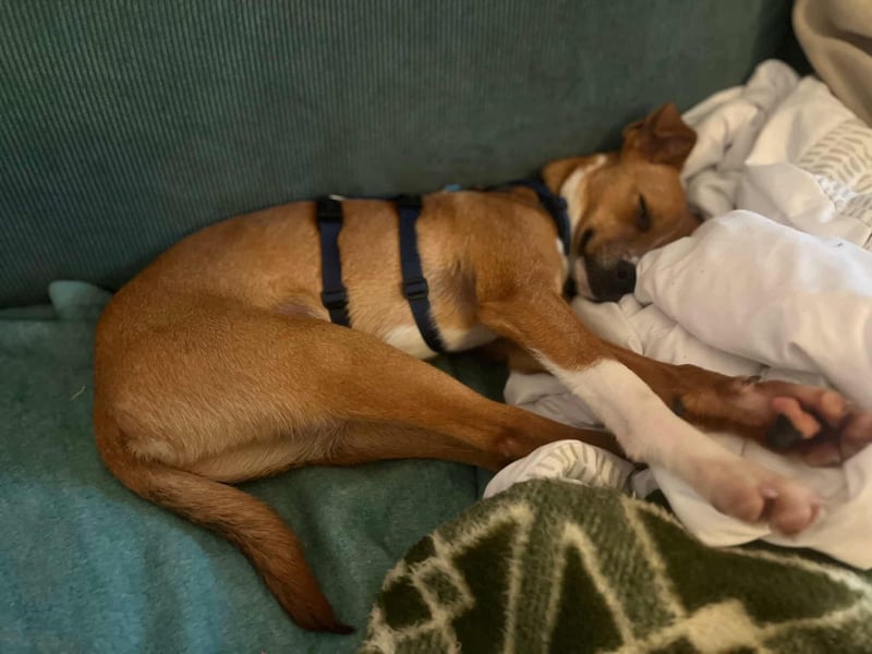 Pacco - Kuschelherz&ein Platz direkt in deinem Leben