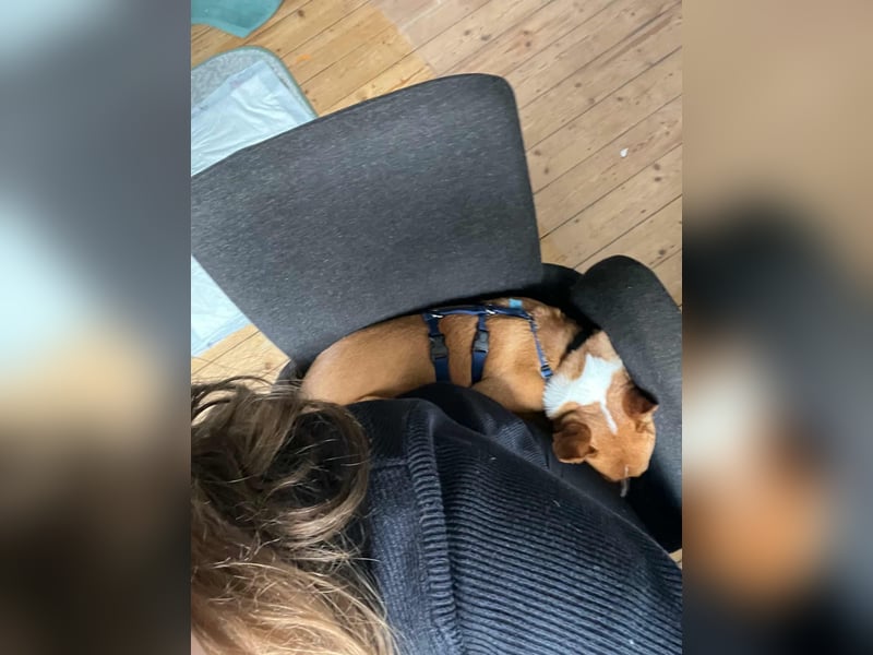 Pacco - Kuschelherz&ein Platz direkt in deinem Leben