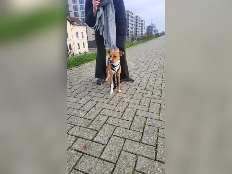 Pacco - Kuschelherz&ein Platz direkt in deinem Leben