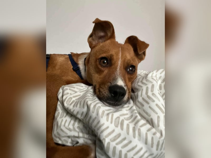 Pacco - Kuschelherz&ein Platz direkt in deinem Leben