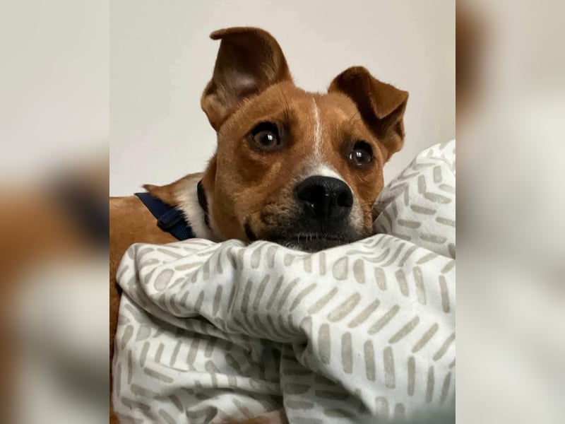 Pacco - Kuschelherz&ein Platz direkt in deinem Leben