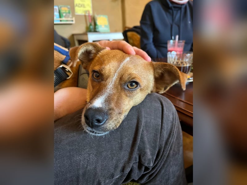 Pacco - Kuschelherz&ein Platz direkt in deinem Leben