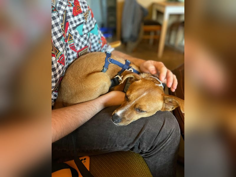 Pacco - Kuschelherz&ein Platz direkt in deinem Leben