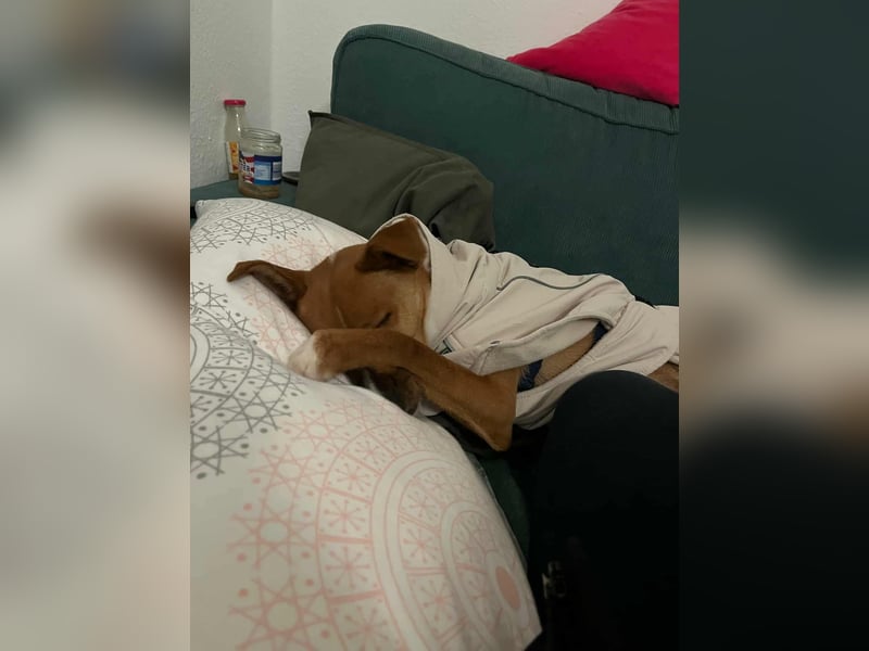 Pacco - Kuschelherz&ein Platz direkt in deinem Leben