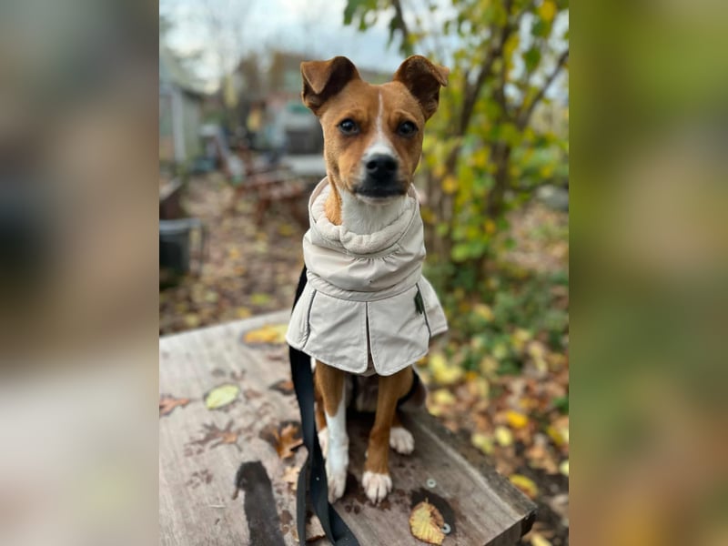 Pacco - Kuschelherz&ein Platz direkt in deinem Leben