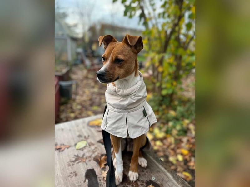 Pacco - Kuschelherz&ein Platz direkt in deinem Leben