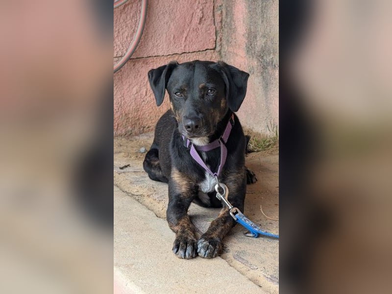 Pinha: Herzenshündin auf vier Pfoten (52385 Nideggen)