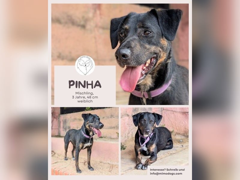 Pinha: Herzenshündin auf vier Pfoten (52385 Nideggen)