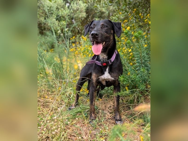 Pinha: Herzenshündin auf vier Pfoten (52385 Nideggen)