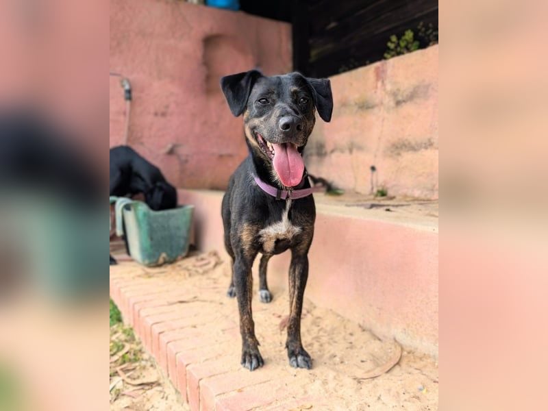 Pinha: Herzenshündin auf vier Pfoten (52385 Nideggen)